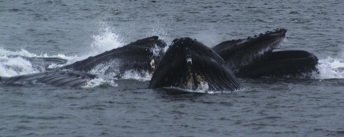 Humpback whales, Alaska, United States