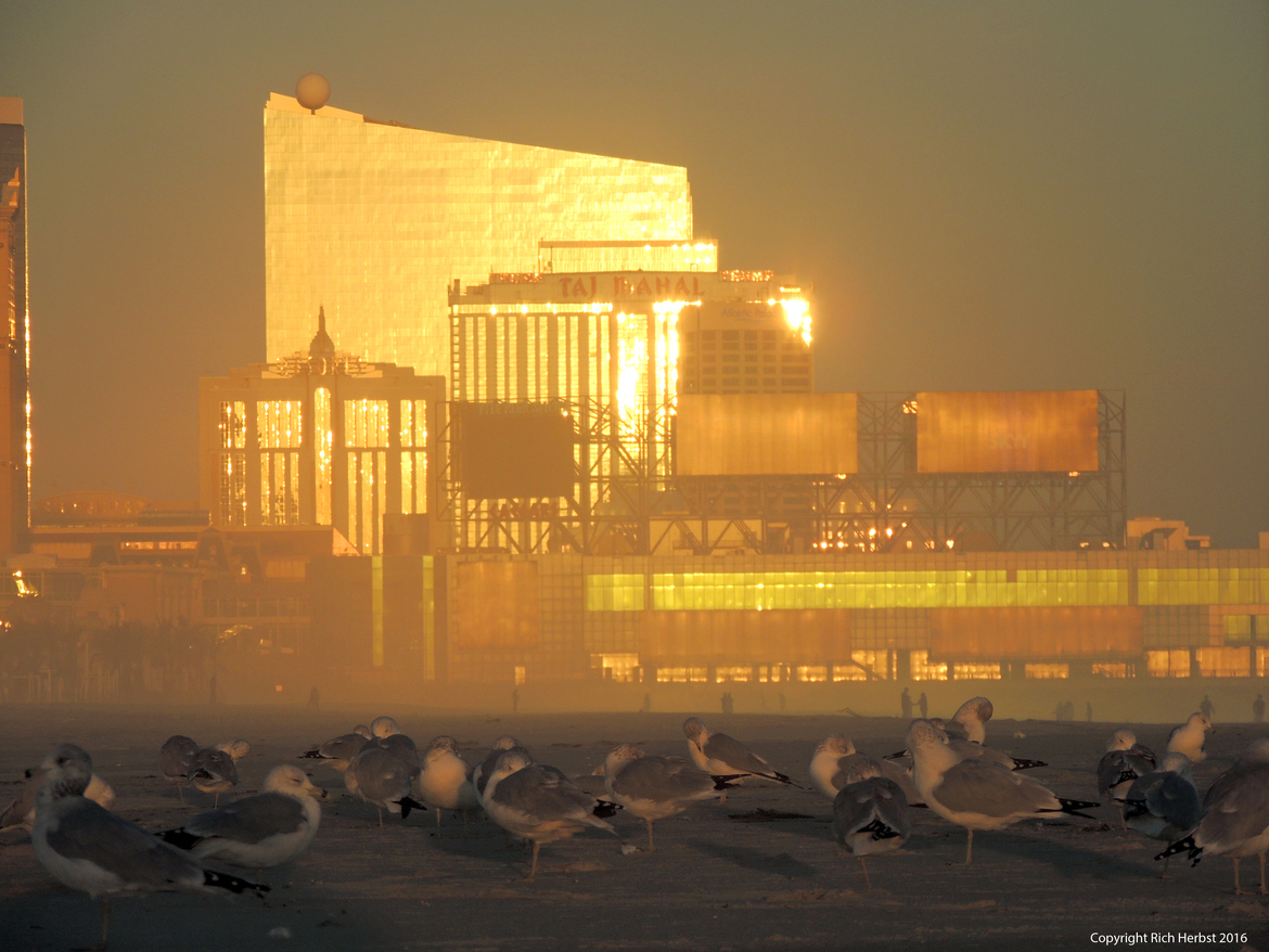 Variety of Herring Gulls, Laughing Gulls & Ring-billed Gulls, Atlantic City, NJ beach at Brighton Avenue, United States