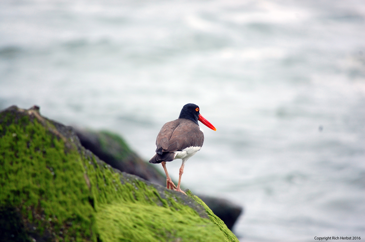 Oystercatcher, Atlantic City, NJ beach near The Pier at Caesars, United States