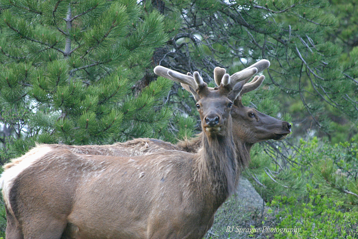 Elk, Estes Park, Colorado     Rocky Mountains, USA