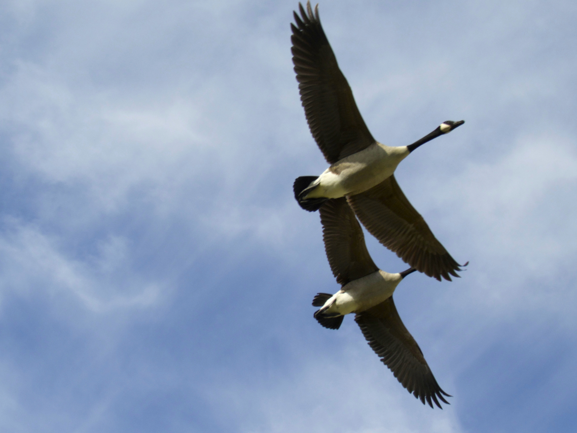 birds, Sammamish, washington, United States