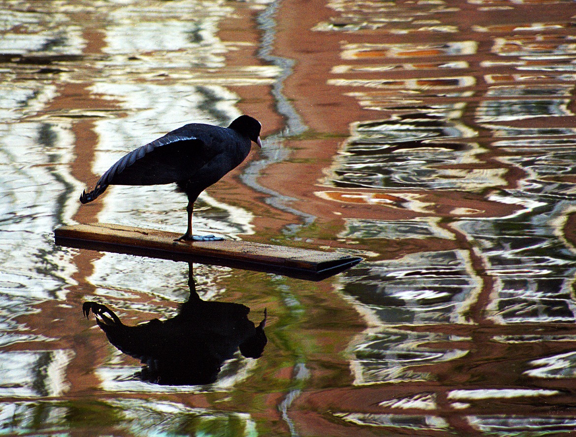 Unknown Bird, Amsterdam, Netherlands