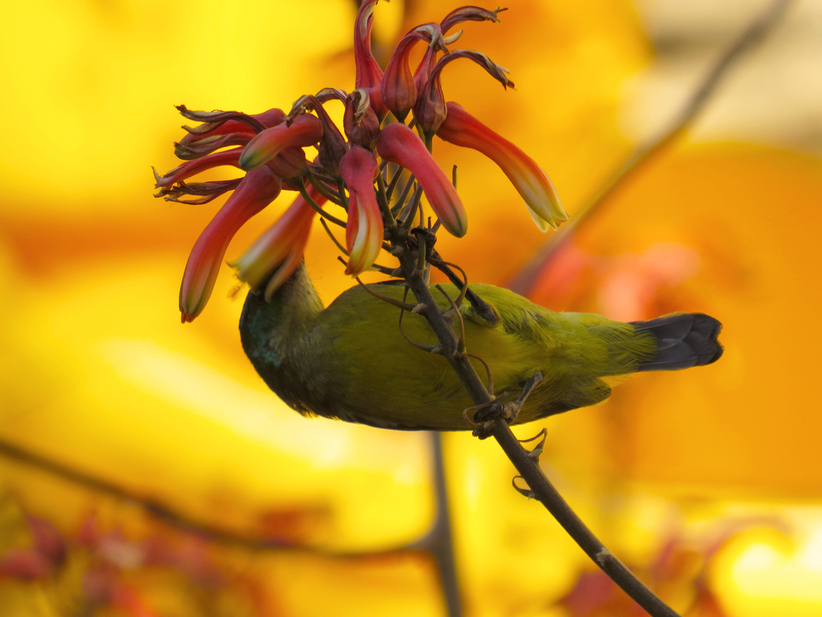 green bird, kruger national park, south africa