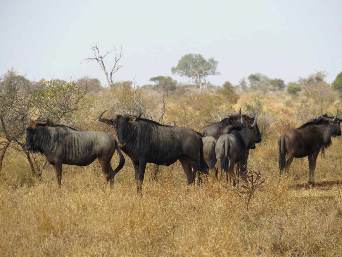wild cows, kruger national park, south africa
