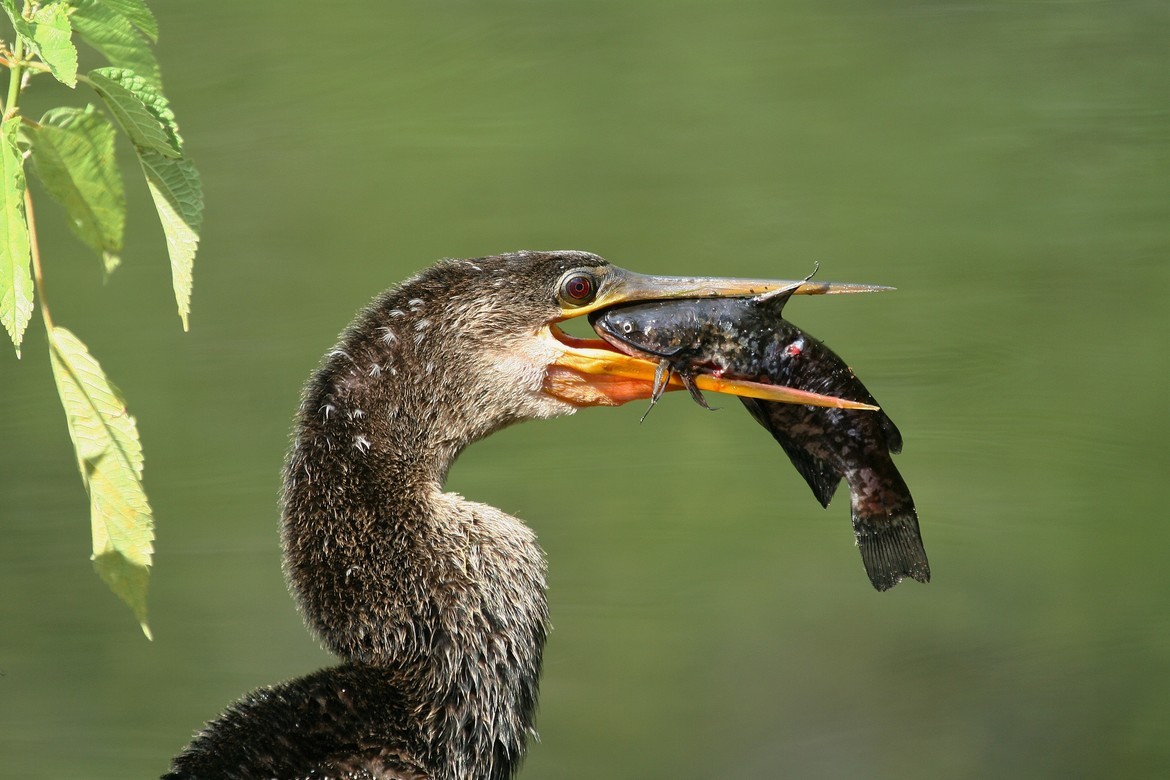 Anhinga anhinga, Six Mile Cypress Slough Preserve, USA