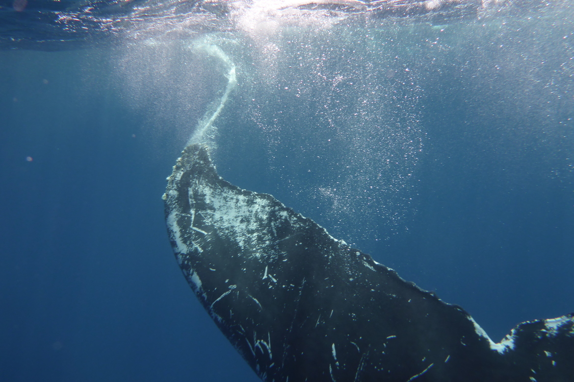 Humpback Whale, Silverbanks, Dominican Republic