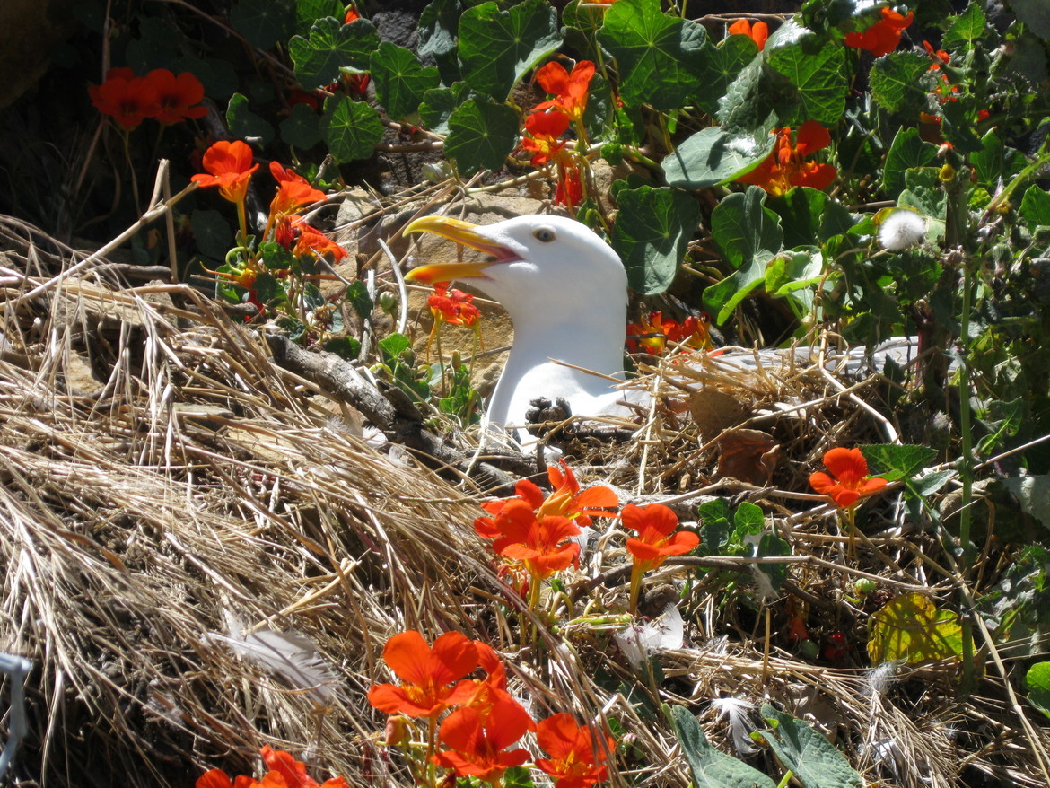 Seagull, Alcatraz, United States