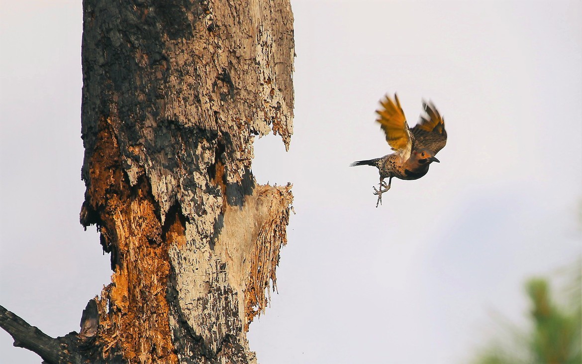 Northern Flicker / Colaptes auratus, Charlotte Hardwoods, Cape Coral, Florida, USA
