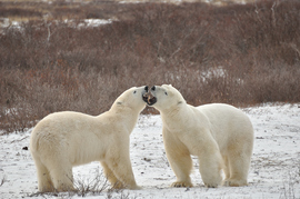 Grid ramacher churchill 2011 playful polar buddies
