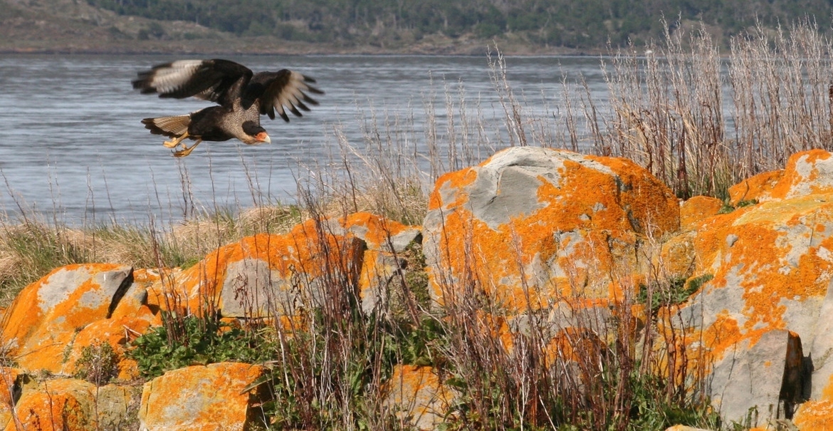 Soutrhern Crested Caracara, Tierra del Fuego, Argentina