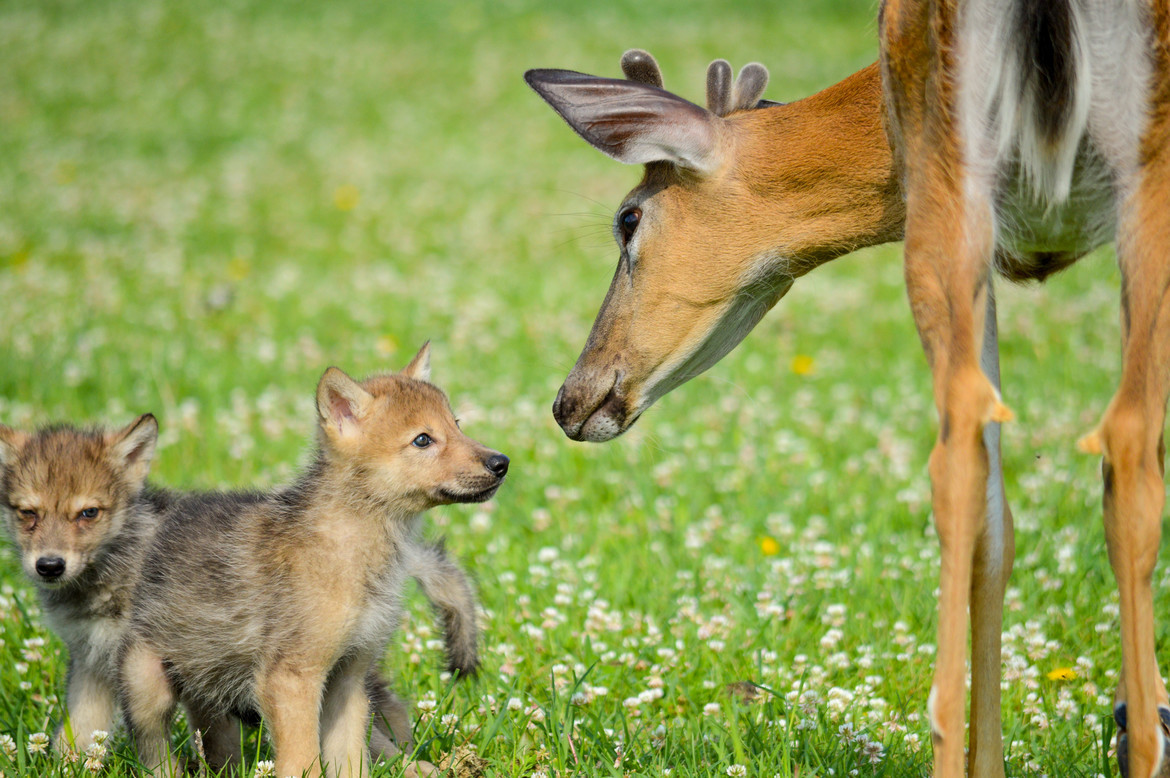 Wolf pups, and deer, Minnesota, USA