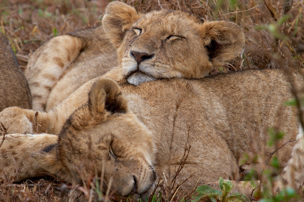 Lion Cubs, Lake Nakuru National Park, Kenya