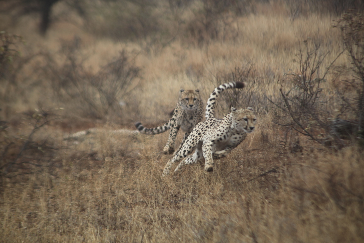 Cheetah, Kruger National Park, Soth Africa
