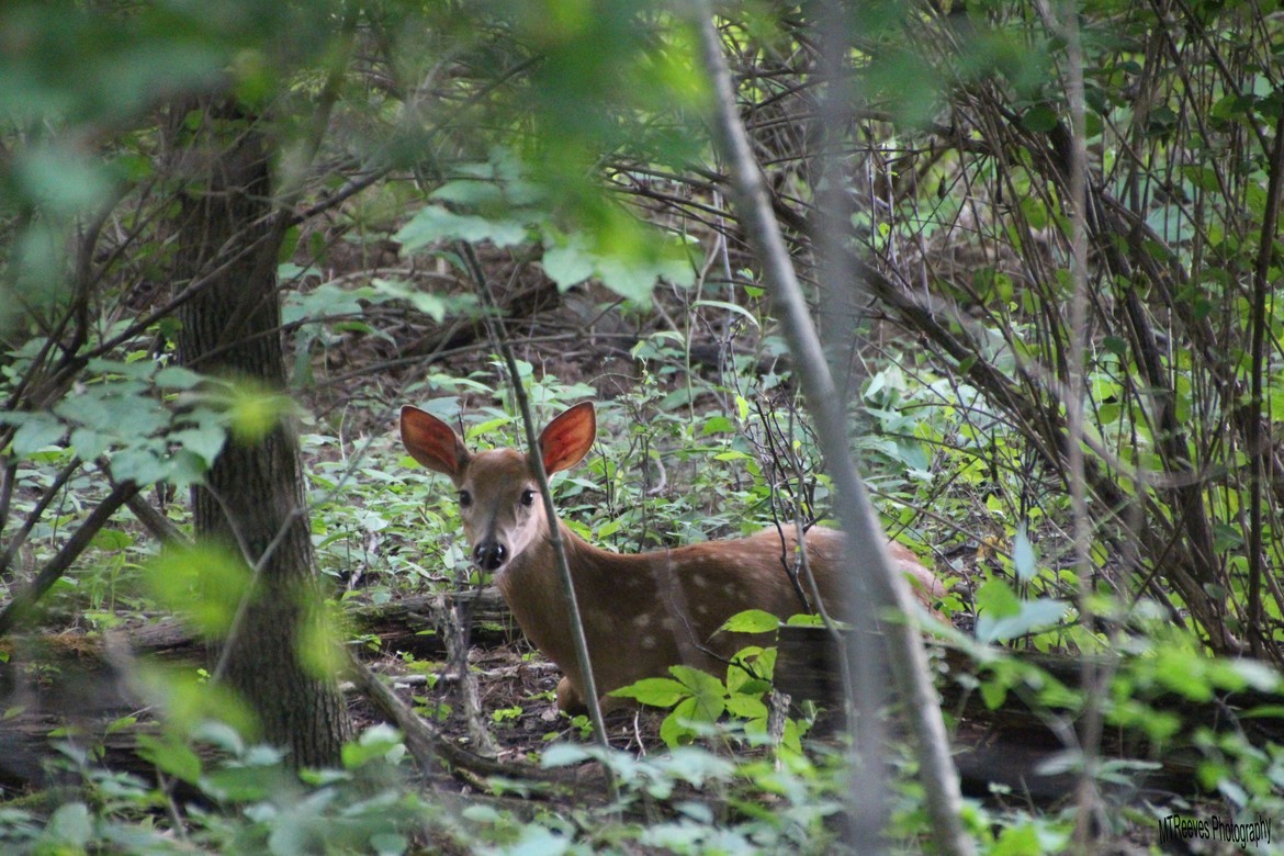 Whitetail Deer, WESTERN NEW YORK, United States