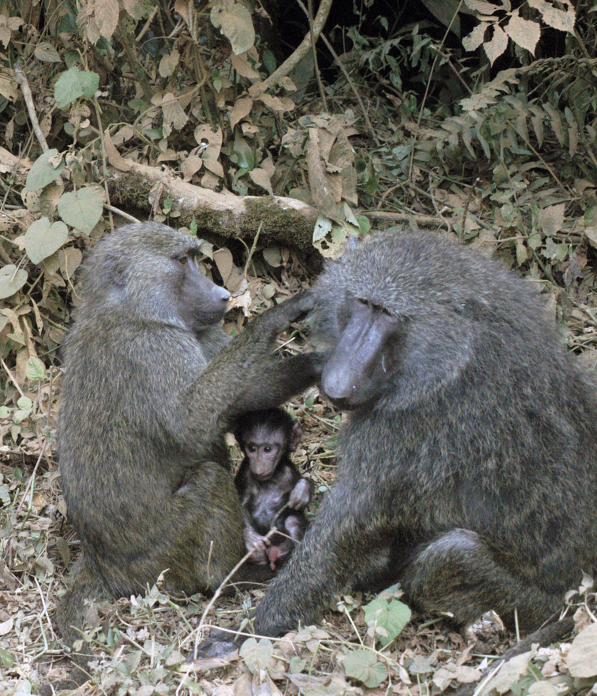 baboon, Kibale, Uganda