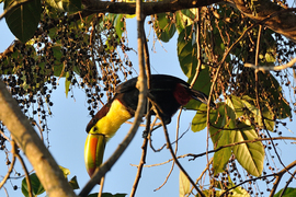 Grid ramacher belize 2014 berry happy toucan