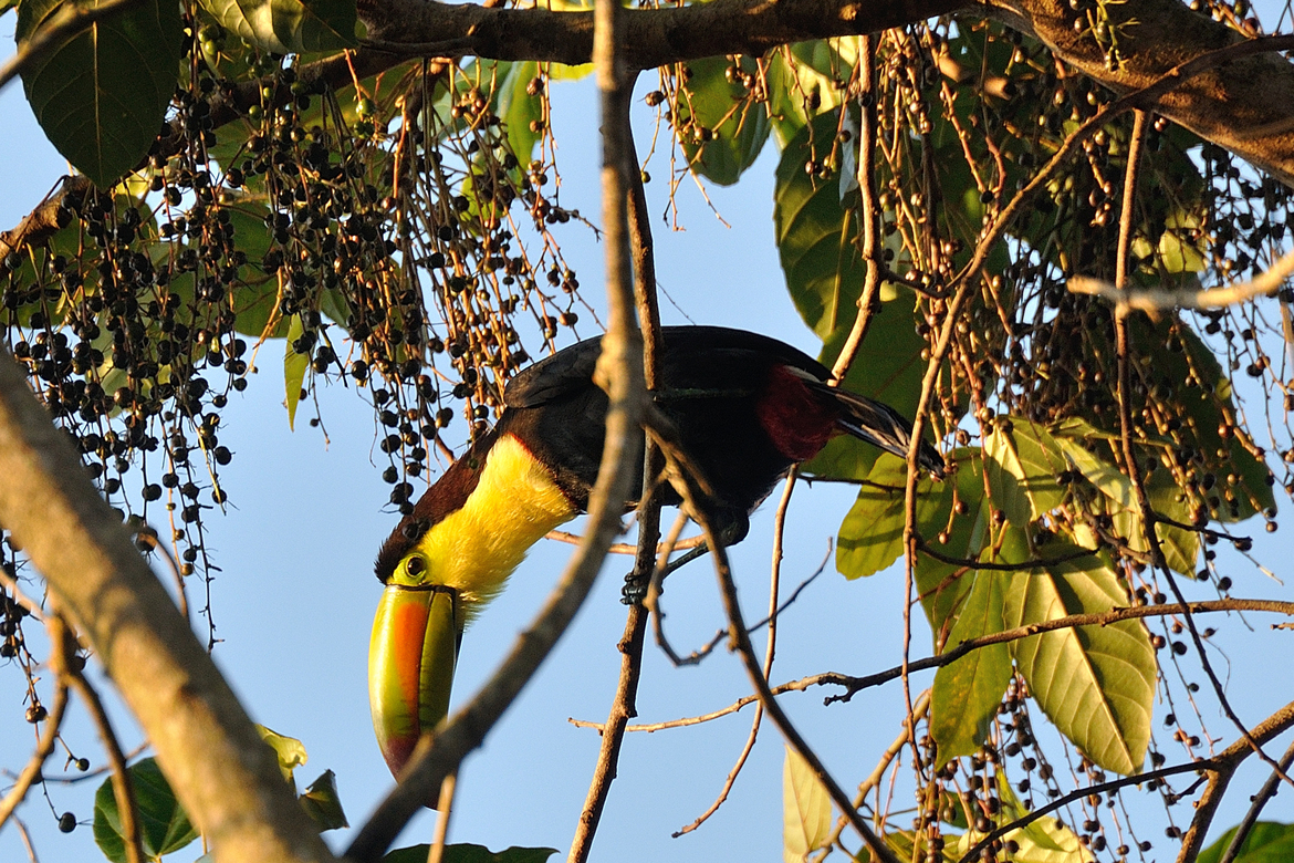 Toucan, Hidden Valley Inn & Reserve, Belize