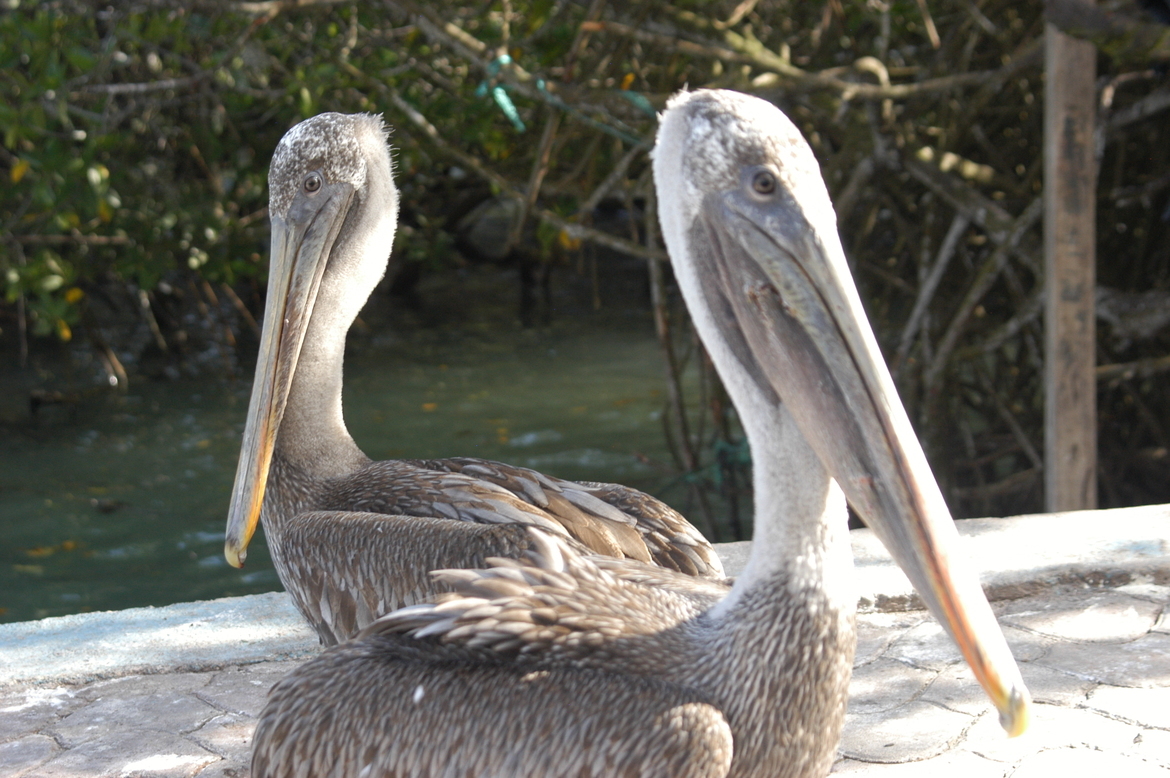 pelican, Galapagos Islands, Ecuador