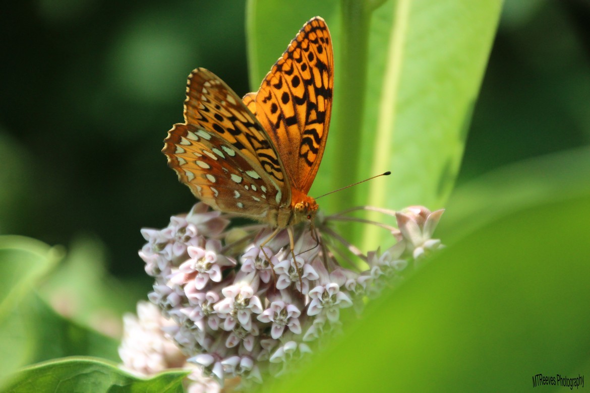 Speyeria cybele/Great Spangled Fritillary, WESTERN NEW YORK, United States