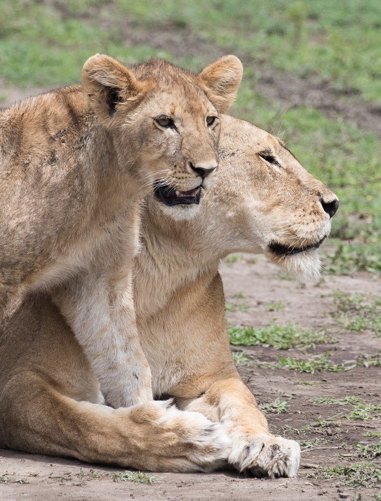 Lions, Serengeti plains, Tanzania
