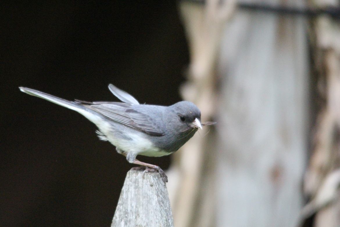 Junco hyemalis/Dark Eyed Junco, WESTERN NEW YORK, United States