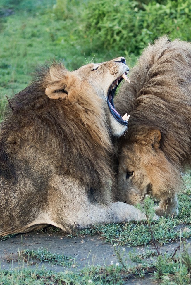 Male lions, Serengeti plains, Tanzania