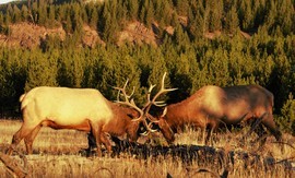 Grid bull elk fight img 6093c
