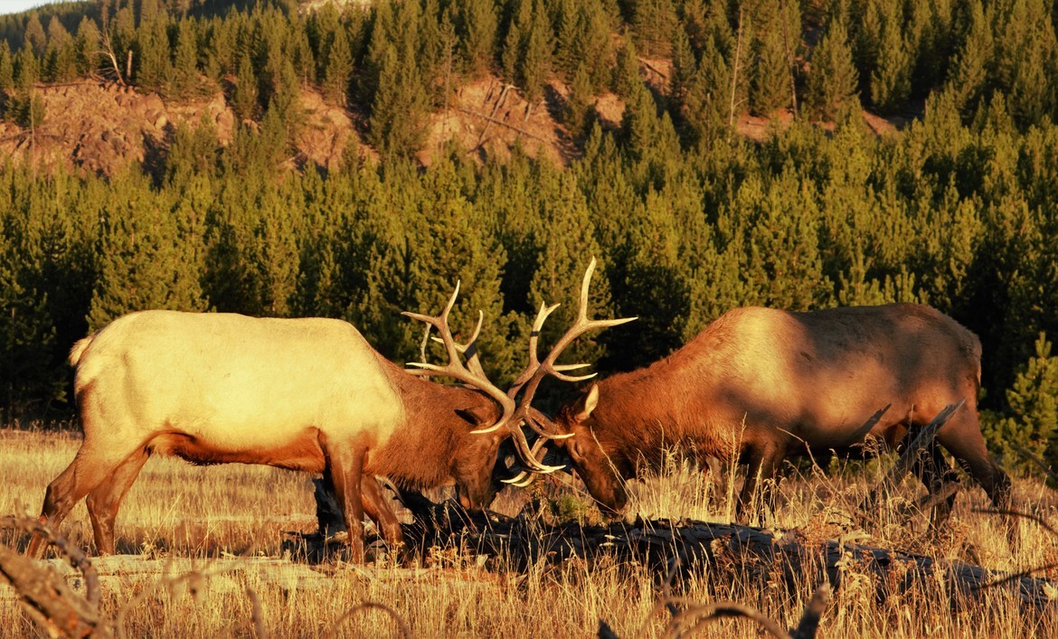  Cervus Elaphus/Elk, Yellowstone National Park, United States