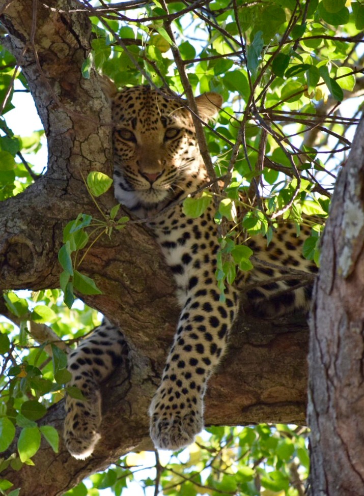 Leopard, Thornybush Reserve, South Africa