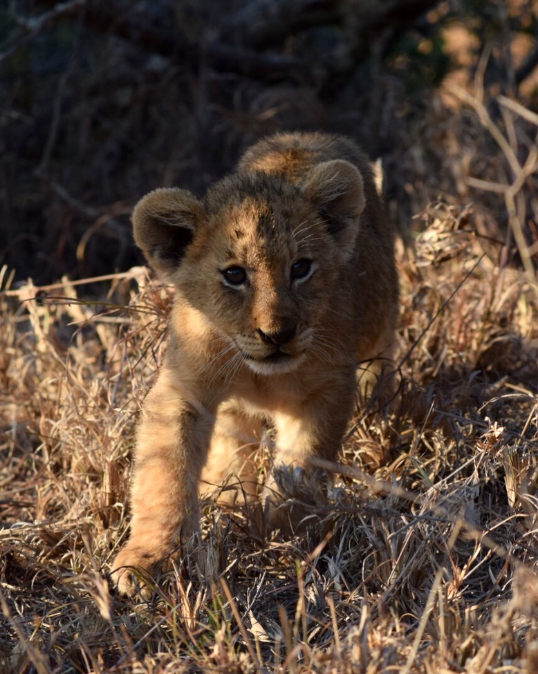 Lion, Thornybush Reserve, South Africa