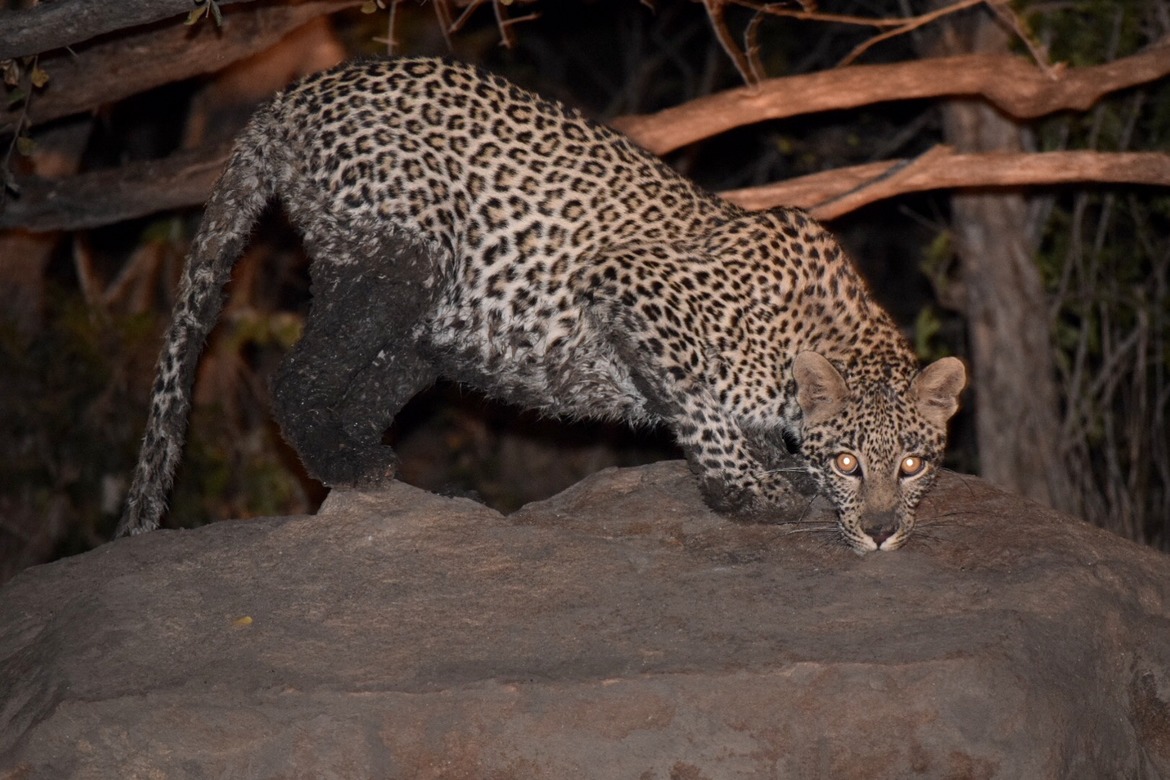 Leopard, Thornybush Reserve, South Africa