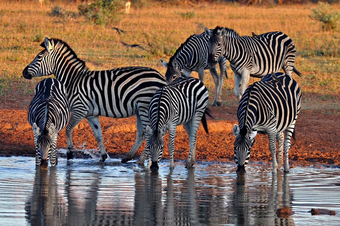 Zebra, Marakele National Park, South Africa