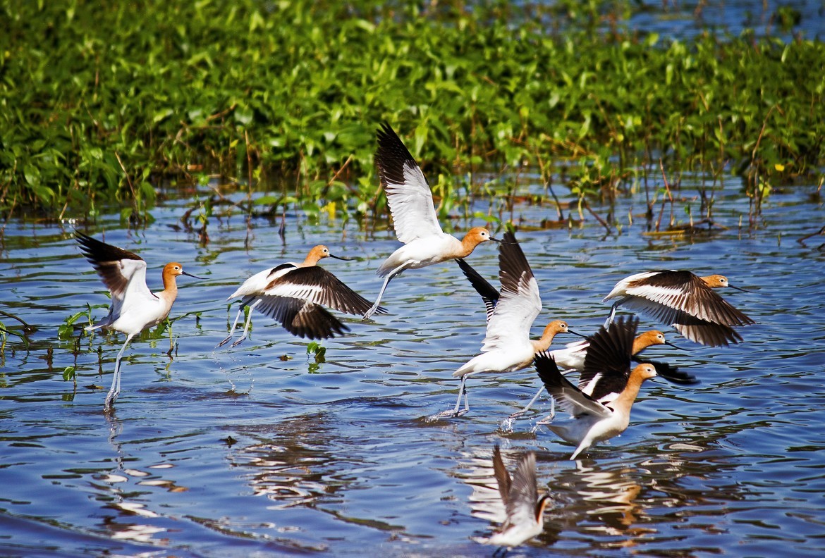 Recurvirostra Americana/American Avocet, Mann Lake Northern Idaho, United States