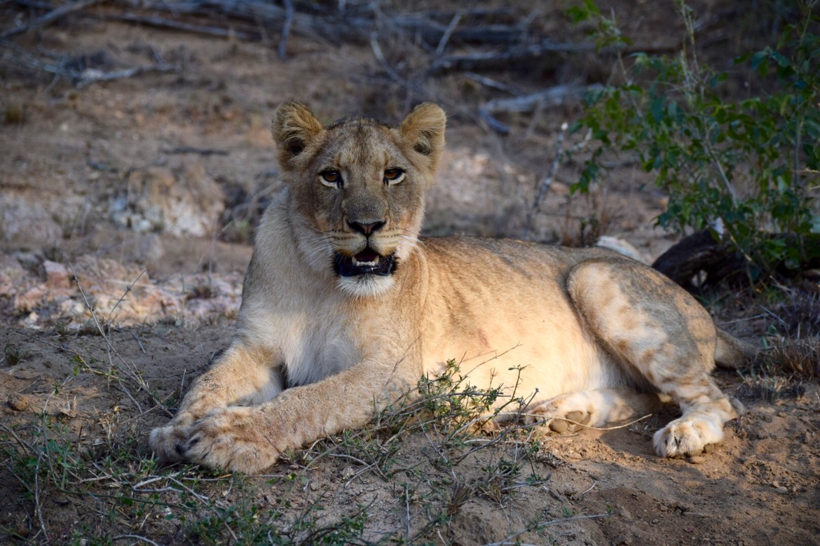 Lion, Thornybush Reserve, South Africa