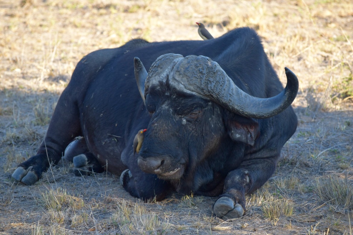 Buffalo, Thornybush Reserve, South Africa