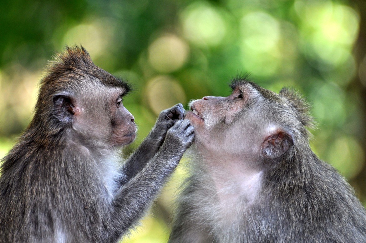 Macaque, Sacred Monkey Forest Ubud, Bali, Indonesia