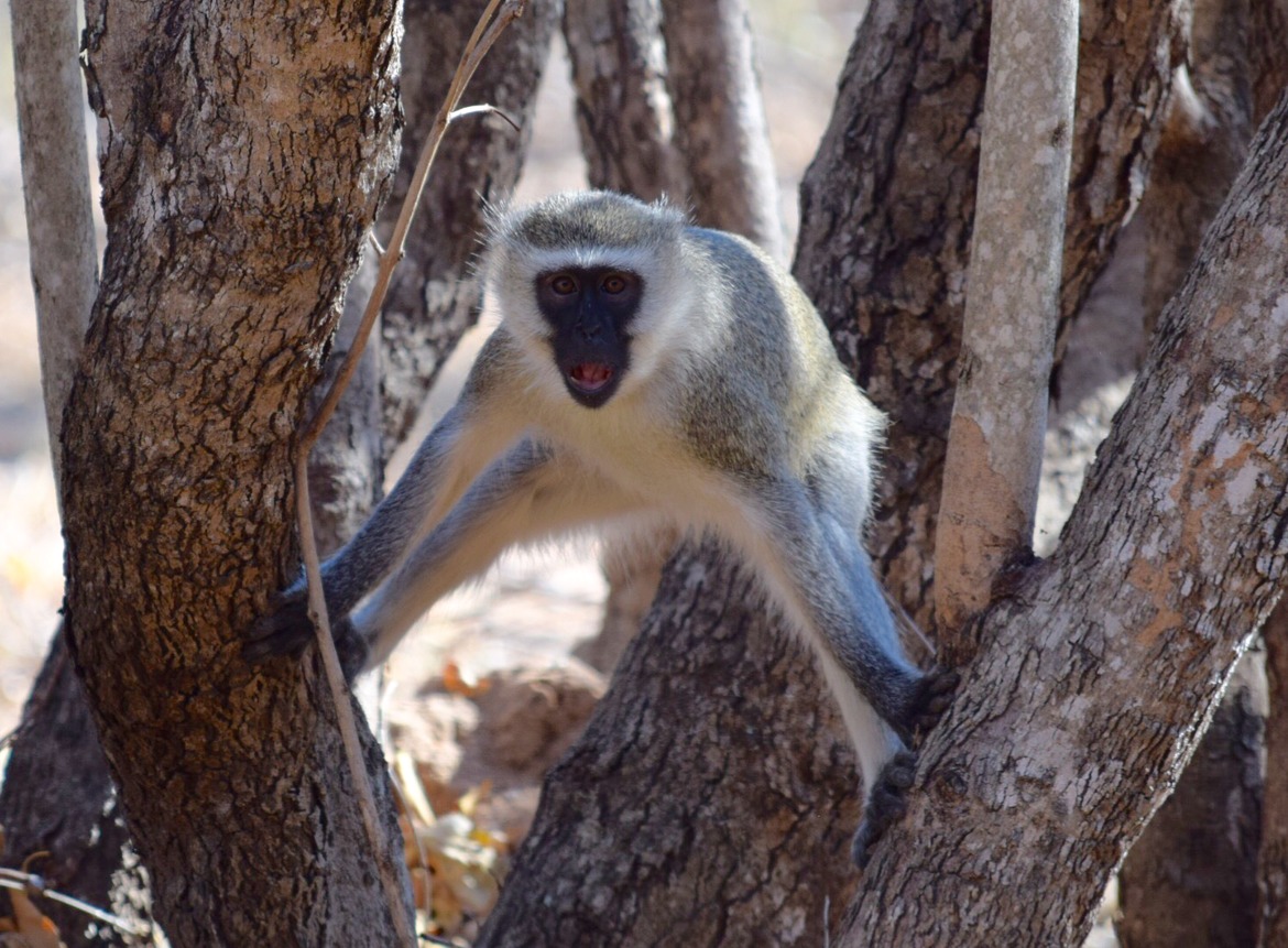 Velvet Monkey, Thornybush Reserve, South Africa