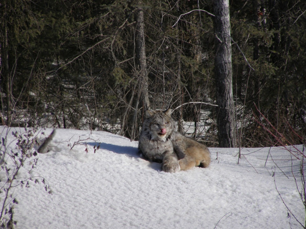Lynx, Highway 373 about 40 miles from Cross Lake Manitoba, Canada
