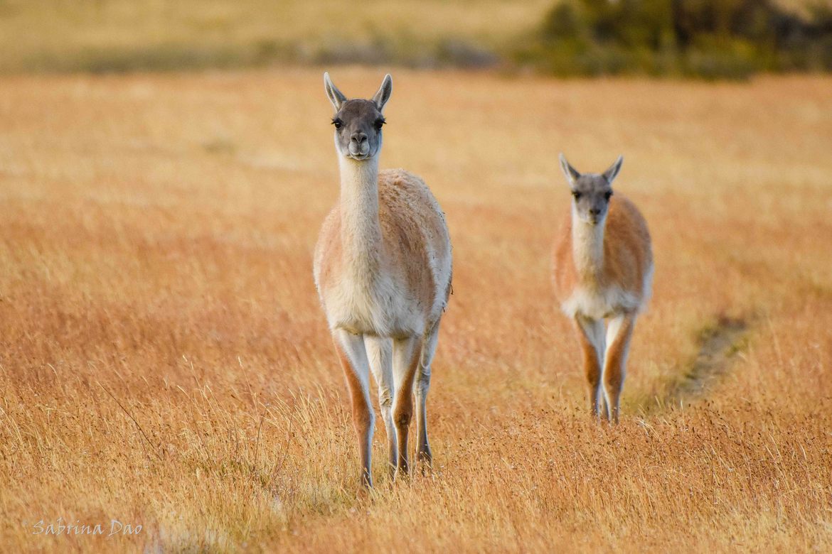 Guanaco, Patagonia region , Chile