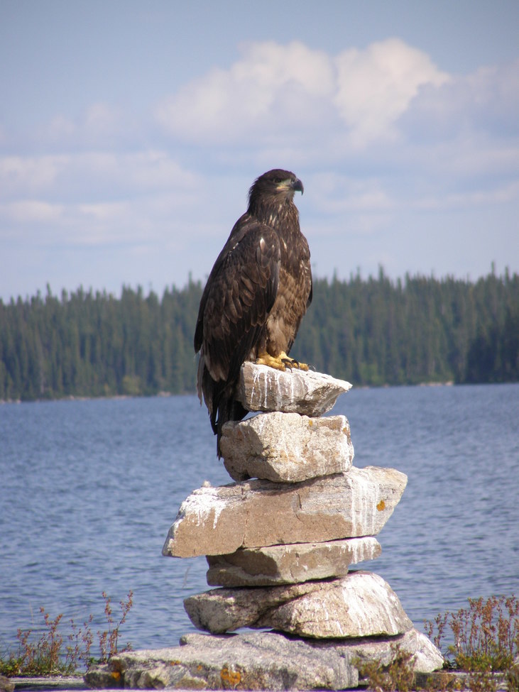 Bald Eagle , Paint Lake Provincial Park, Canada