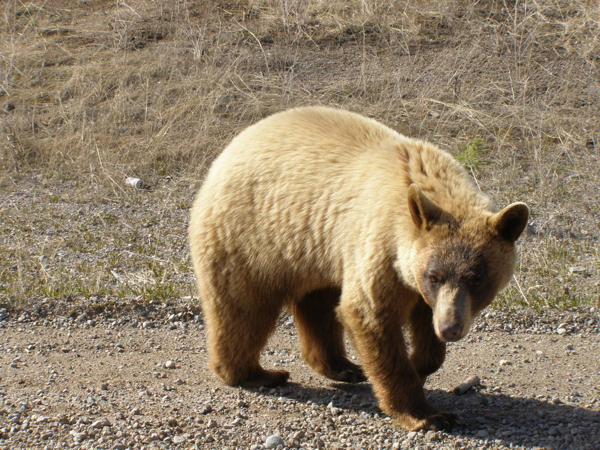Black Bear, North of Thompson Manitoba, Canada