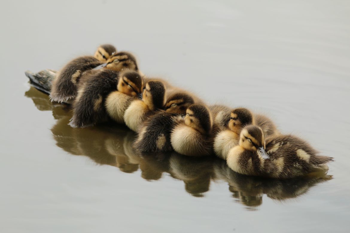 Mallard Ducklings, Stanley Park, Canada