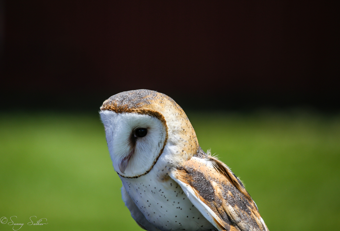Barn Owl, Green Chimneys, USA