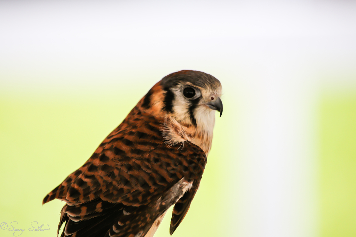 American Kestrel, Green Chimneys, USA