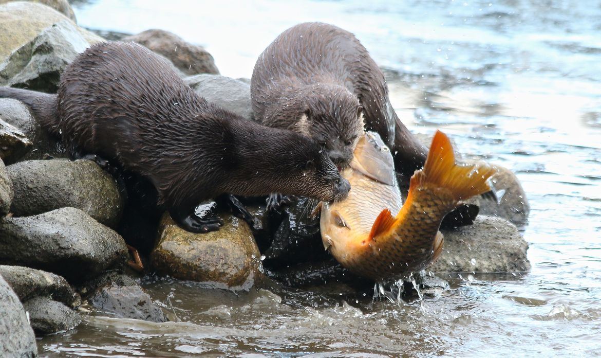River Otter, Stanley Park, Vancouver BC, Canada