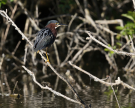 Grid green heron ruffled 8x10