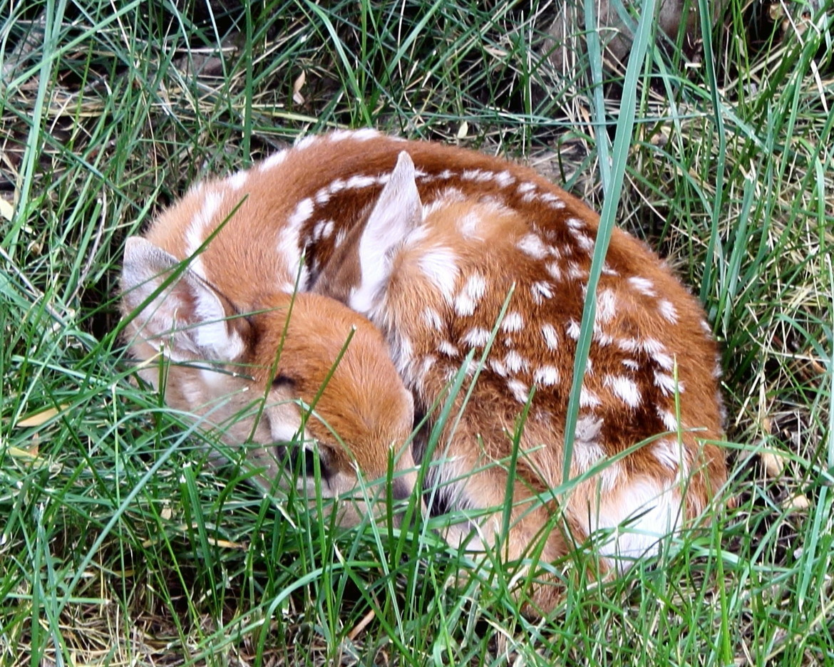 White-Tail Deer Fawn, Montana, United States