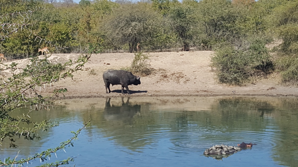 Hippo, Turtles, Water Buffalo, Antellope, Kuger National Park, South Africa