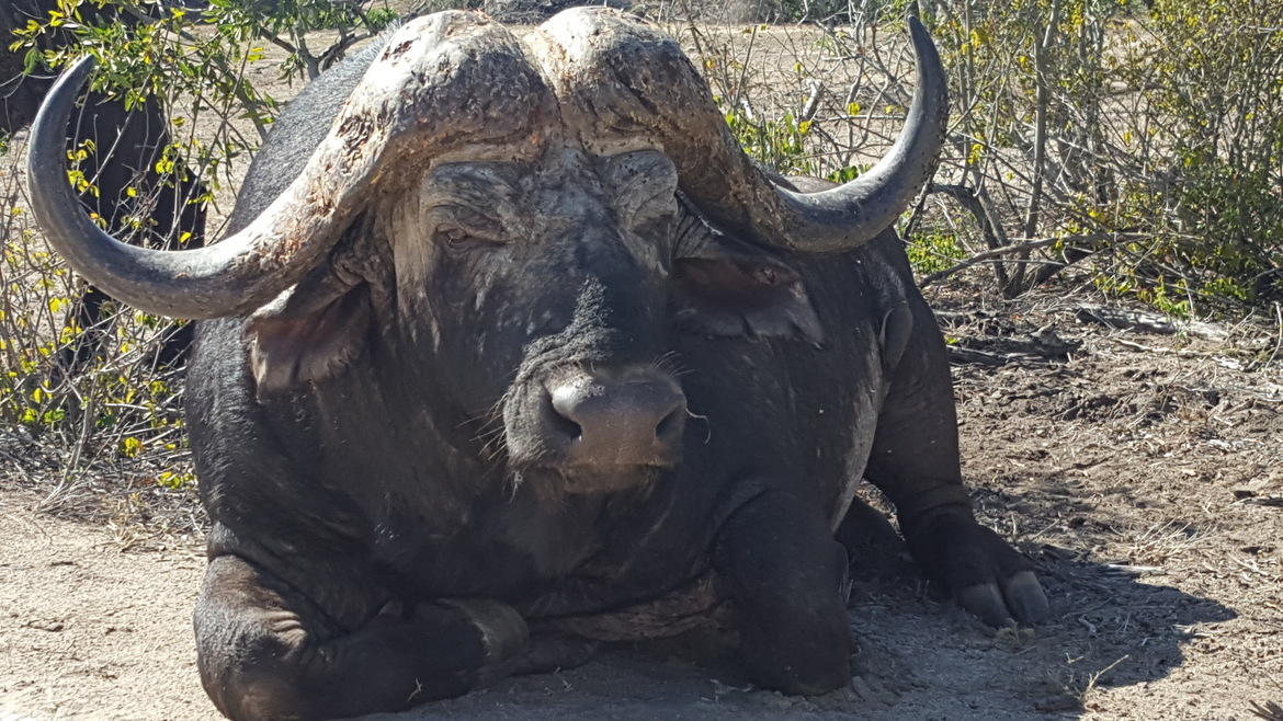 Water Buffalo, Kuger National Park, South Africa