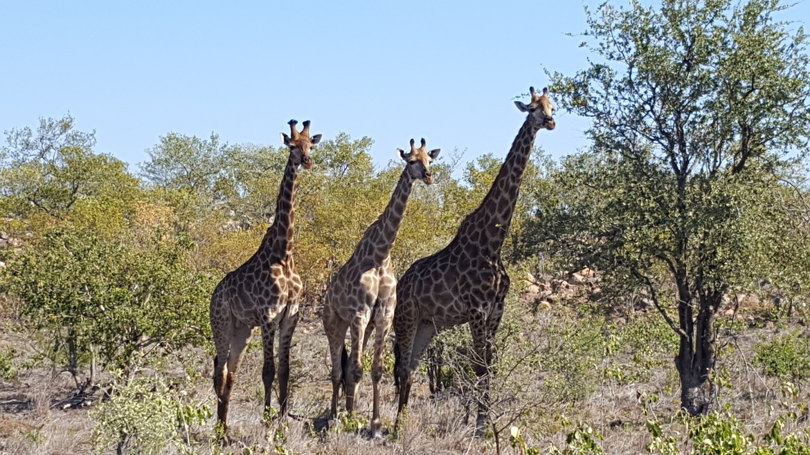 Giraffe, Kuger National Park, South Africa